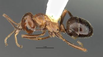 Media type: image;   Entomology 28995 Aspect: habitus dorsal view